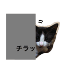 猫のガブ（個別スタンプ：11）