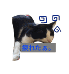 猫のガブ（個別スタンプ：16）