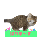 猫のガブ（個別スタンプ：18）