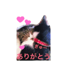 猫のガブ（個別スタンプ：22）