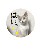 仔猫のちーちゃん（個別スタンプ：9）