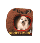 ポメラニアン みるきー（個別スタンプ：2）