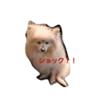 ポメラニアン みるきー（個別スタンプ：6）