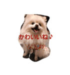 ポメラニアン みるきー（個別スタンプ：8）