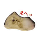 ポメラニアン みるきー（個別スタンプ：11）