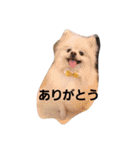 ポメラニアン みるきー（個別スタンプ：15）
