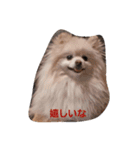 ポメラニアン みるきー（個別スタンプ：19）