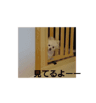 ポメラニアン みるきー（個別スタンプ：23）