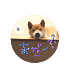 柴犬はな常用スタンプ（個別スタンプ：13）