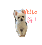 Pomeranian Lin Xiao Duo（個別スタンプ：1）