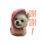 Pomeranian Lin Xiao Duo（個別スタンプ：4）