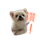 Pomeranian Lin Xiao Duo（個別スタンプ：5）