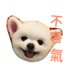 Pomeranian Lin Xiao Duo（個別スタンプ：10）