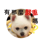 Pomeranian Lin Xiao Duo（個別スタンプ：13）