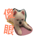 Pomeranian Lin Xiao Duo（個別スタンプ：14）