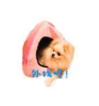 Bomei dog- Miumiu（個別スタンプ：2）