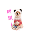 Bomei dog- Miumiu（個別スタンプ：5）