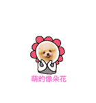 Bomei dog- Miumiu（個別スタンプ：16）