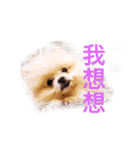 Bomei dog- Miumiu（個別スタンプ：17）