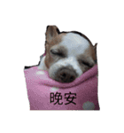 cute dog Money（個別スタンプ：1）