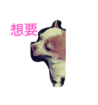 cute dog Money（個別スタンプ：2）