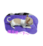 Dogbaby-Coco（個別スタンプ：5）