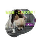 Dogbaby-Coco（個別スタンプ：9）