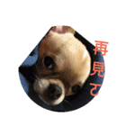 Dogbaby-Coco（個別スタンプ：23）