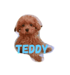 トイプードルのTeddyくん（個別スタンプ：3）