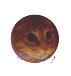 ウチの猫 ラフ（個別スタンプ：2）