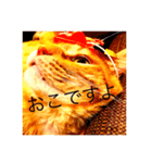 ウチの猫 ラフ（個別スタンプ：3）