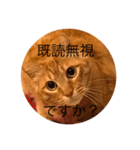 ウチの猫 ラフ（個別スタンプ：4）