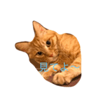 ウチの猫 ラフ（個別スタンプ：5）