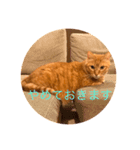 ウチの猫 ラフ（個別スタンプ：8）
