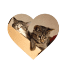 我猫愛（個別スタンプ：1）