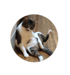 我猫愛（個別スタンプ：4）