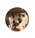 我猫愛（個別スタンプ：5）