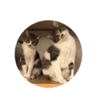 我猫愛（個別スタンプ：6）