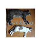 我猫愛（個別スタンプ：7）