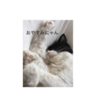 我猫愛（個別スタンプ：8）