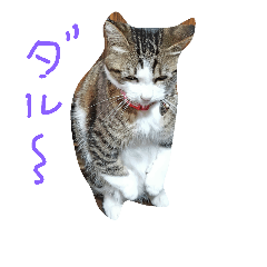 [LINEスタンプ] ネコ色々