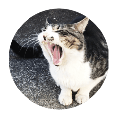 [LINEスタンプ] いえの猫さん