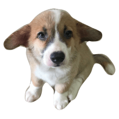 [LINEスタンプ] baby corgi