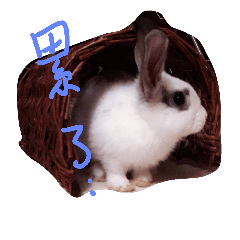 [LINEスタンプ] Bunny Brothers