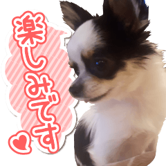 [LINEスタンプ] chihuahuajoon