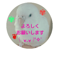 [LINEスタンプ] 我が家のインコ達