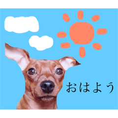 [LINEスタンプ] 我が家の仗助くん