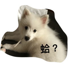 [LINEスタンプ] Good doggggg