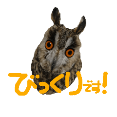 [LINEスタンプ] owl [Jamie]