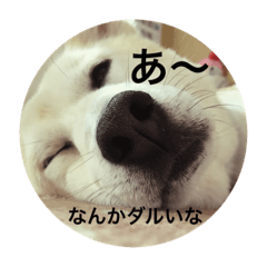 [LINEスタンプ] 柴犬れんちゃん